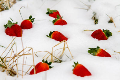 Erdbeeren überwintern