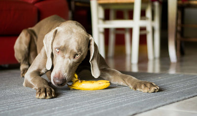Dürfen Hunde eigentlich Bananen essen?