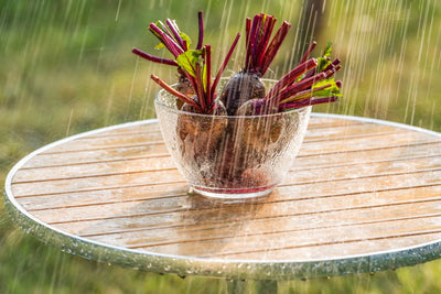 Wann ist Rote Bete Saison?