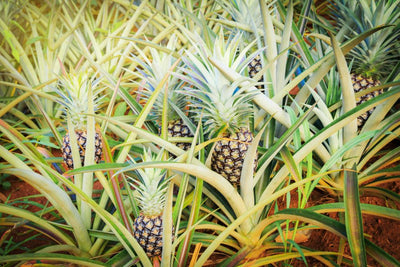 Auf welcher Pflanze wachsen Ananas?