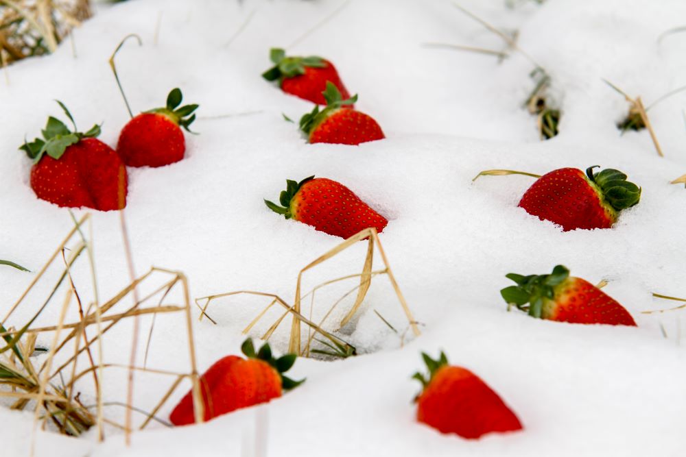 Erdbeeren überwintern paexfood.de