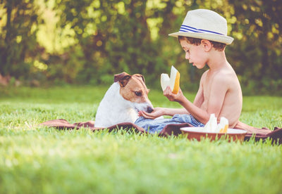 Dürfen Hunde Honigmelone essen?