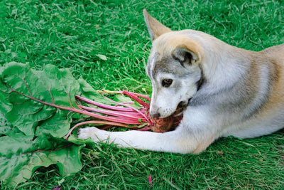 Dürfen Hunde Rote Beete essen?