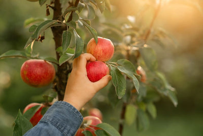 Äpfel pflücken – Was muss man beachten?