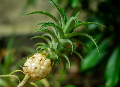 Wie wachsen Ananas?